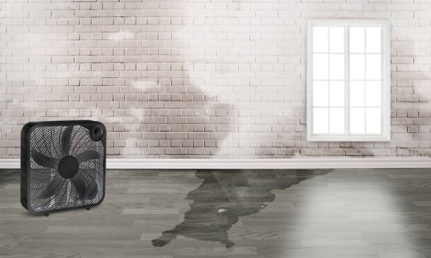 Best Mold removal after water damage  in Columbus Grove, OH